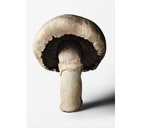 The Gourmand's mushroom. A collection of stories & recipes. Ediz. inglese ...