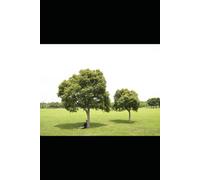 THE GREAT FALL OF MAN: (BUDDHA, GANDHI AND TRUMP)