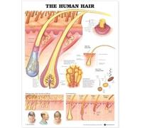 The Human Hair Anatomical Chart (Poster)