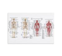 The Human Skeleton And Its Major Skeletal System - Poster decorativo da parete, per soggiorno, camera da letto, decorazione moderna per camera familiare, 40 x 60 cm