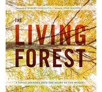 The Living Forest: A Visual Journey into the Heart of the Woods