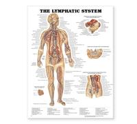 The Lymphatic System Anatomical Chart (Poster)