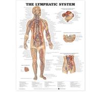 The Lymphatic System Anatomical Chart (Poster)