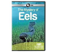 The Mystery of Eels