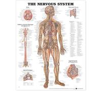 The The Nervous System Anatomical Chart