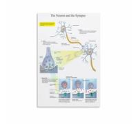 The Neuron and Synapse Poster Biology Education Classroom