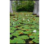 The Outside-First Year, Vol. 2: A Journal for Spring and Growth