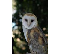 The Owls