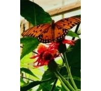 The Passion Butterfly Gratitude Notebook: 6x 9 hardcover 100 page notebook colorful cover of butterfly resting on flower