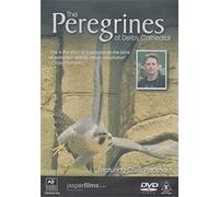 The Peregrines Of Derby Cathedral