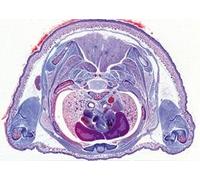 The Pig Embryology Microscopio Slides/Set di 10
