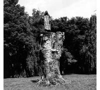 The Purification of Fagus Sylvatica Var Pendula