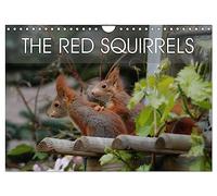 The red squirrels (Wall Calendar 2026 DIN A4 landscape), CALVENDO 12 Month Wall Calendar: About the life of a German red squirrel family.