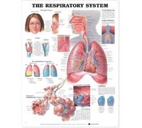 The Respiratory System Anatomical Chart (Poster)
