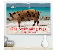 The Swimming Pigs of Bahamas (High Quality Premium Wall Calendar 2026 DIN A2 landscape),CALVENDO 12 Month Wall Calendar: The Happy Pigs of the Big Majors Cay
