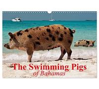 The Swimming Pigs of Bahamas (Wall Calendar 2026 DIN A3 landscape), CALVENDO 12 Month Wall Calendar: The Happy Pigs of the Big Majors Cay