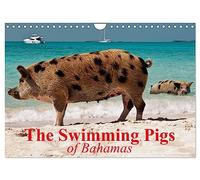 The Swimming Pigs of Bahamas (Wall Calendar 2026 DIN A4 landscape), CALVENDO 12 Month Wall Calendar: The Happy Pigs of the Big Majors Cay