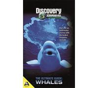 The Ultimate Guide: Whales