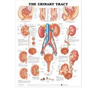The Urinary Tract Anatomical Chart (Poster)
