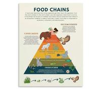 The Web of Life Poster Food Chain Ecosystem Science Canvas Wall Art for Childrens Room and Interactive Learning Decor(Framed,16x24inch(40x60cm))