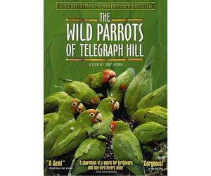 The Wild Parrots of Telegraph Hill