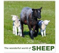 The wonderful world of Sheep (Wall Calendar 2026 12" x 24" / 30 x 60 cm (aperto) Calvendo 12 Month Wall Calendar