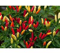 TheSeedPlant Tabasco Pepper Seeds - 25 Semi Seeds ONLY