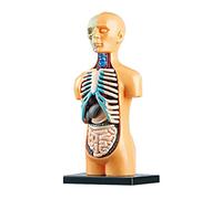 THINCAN Modello di Anatomia del Torso Umano Con Cuore Per Il Cranio Della Testa Modello Scheletrico Per Bambini Formazione Display Assembly