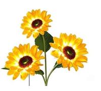 Three Sunflower Lanterns Inserted on The Ground