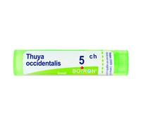 Thuya occident 5ch gr