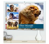 Tibet Mastiffs. Stolze Seelen im Wind der Berge (hochwertiger Premium Wandkalender 2026 DIN A2 quer), Kunstdruck in Hochglanz: Wildromantische Bilder von majestätischen und kraftvollen Hunden