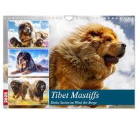 Tibet Mastiffs. Stolze Seelen im Wind der Berge (Wandkalender 2026 DIN A4 quer), CALVENDO Monatskalender: Wildromantische Bilder von majestätischen und kraftvollen Hunden