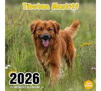 Tibetan Mastiff 2026 Calendar: Majestic mountain dogs in serene snowy scenes