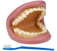 TickiT 03083 Giant Teeth Demonstration set