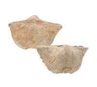 TIDTALEO 2pezzi Autentici Esemplari Marini Per Geologia e Decorazione Casa Modelli Educativi Di Fossili Naturali Ottimi Per Insegnamento e Collezione