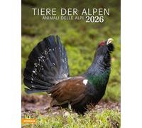 Tiere der Alpen. Animali delle Alpi. Calendario grande 2026