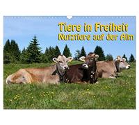 Tiere in Freiheit - Nutztiere auf der Alm (Wandkalender 2026 DIN A3 quer), CALVENDO Monatskalender: Sie sehen glückliche Nutztiere in freier Natur.