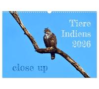 Tiere Indiens close up (Wandkalender 2026 DIN A3 quer), CALVENDO Monatskalender: Auge in Auge mit Wildtieren Indiens