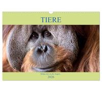 Tiere Schau mir in die Augen (Wandkalender 2026 DIN A3 quer), CALVENDO Monatskalender: Von Auge zu Auge mit den Tieren der Welt