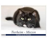 Tierheim - Miezen (Wandkalender 2026 DIN A4 quer), CALVENDO Monatskalender: Kleine und große vierbeinige Individualisten warten auf ein neues Zuhause...