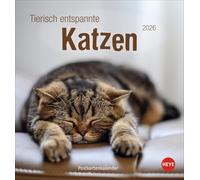 Tierisch entspannte Katzen Postkartenkalender 2026: Witzige Fotos verschlafender Stubentiger in einem Tischkalender zum Aufstellen oder Aufhängen. Kleiner Kalender 2026 für Katzenfans.