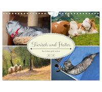 Tierisch und Heiter - Das Leben geht weiter 2026 (Wandkalender 2026 DIN A4 quer), CALVENDO Monatskalender: Lustige Szenen aus der Tierwelt