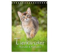 Tierkinder Hunde und Katzen (Tischkalender 2026 DIN A5 hoch), CALVENDO Monatskalender: Schöner Tierkinder Kalender mit Hunde- und Katzenkindern