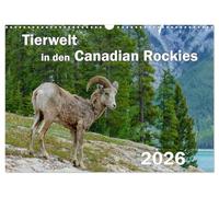 Tierwelt in den Canadian Rockies (Wandkalender 2026 DIN A3 quer), CALVENDO Monatskalender: Wunderschöne, spektakuläre und emotionale Tieraufnahmen die ... Paradies für Tier- und Naturliebhaber sind