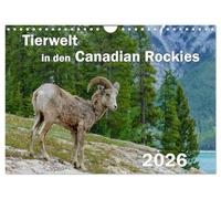 Tierwelt in den Canadian Rockies (Wandkalender 2026 DIN A4 quer), CALVENDO Monatskalender: Wunderschöne, spektakuläre und emotionale Tieraufnahmen die ... Paradies für Tier- und Naturliebhaber sind