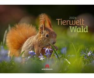 Tierwelt Wald Kalender 2026 | Bildstarker Tier-Kalender im Querformat (45x33 cm) | Heimische Wildtiere in ihrem Lebensraum