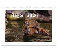 Tiger 2026 (Wandkalender 2026 DIN A3 quer), CALVENDO Monatskalender: Tiger sind die Verkörperung von Schönheit, unbändiger Kraft und Unabhängigkeit.