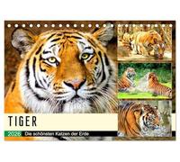 Tiger. Die schönsten Katzen der Erde (Tischkalender 2026 DIN A5 quer), CALVENDO Monatskalender: Das sind aber große Miezekatzen!