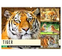 Tiger. Die schönsten Katzen der Erde (Wandkalender 2026 DIN A2 quer), CALVENDO Monatskalender: Das sind aber große Miezekatzen!