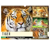 Tiger. Die schönsten Katzen der Erde (Wandkalender 2026 DIN A3 quer), CALVENDO Monatskalender: Das sind aber große Miezekatzen!